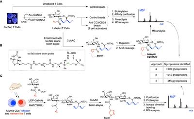 Chemical biology tools to interrogate the roles of O-GlcNAc in immunity